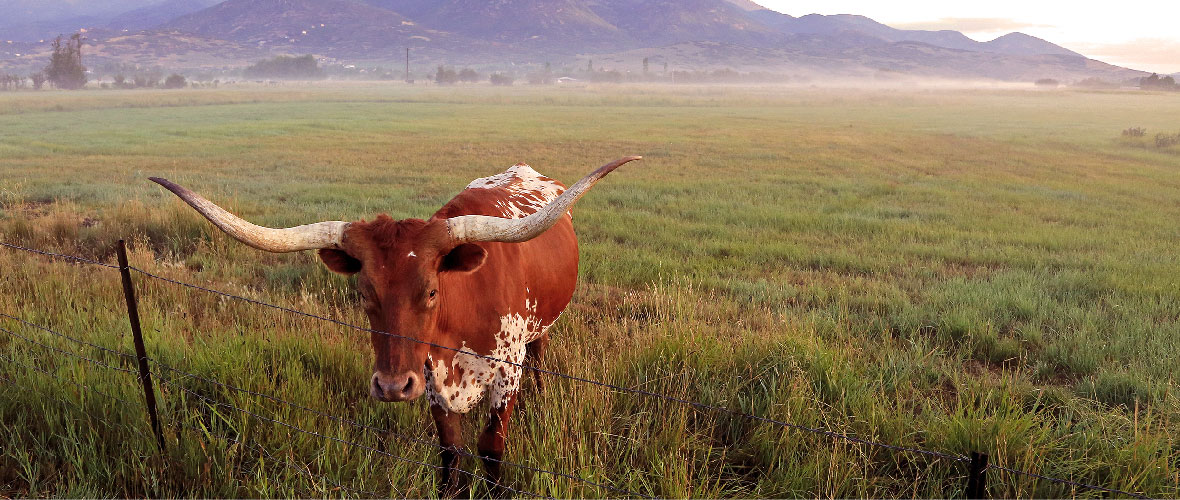 Texas landscape